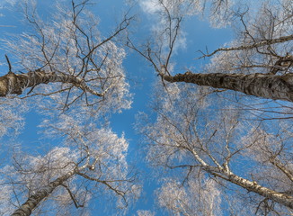 Obraz premium Winter frost in a birch grove. Frosty, clear day in the forest. Birches in hoarfrost, hoarfrost, in the snow.