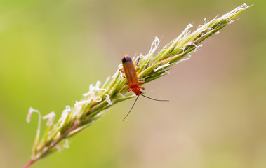 Soldier Beetle on Grass