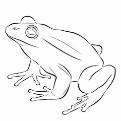 Naklejka premium ilustracja żaby, rysunek wektorowy