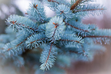 blue spruce branch in nature
