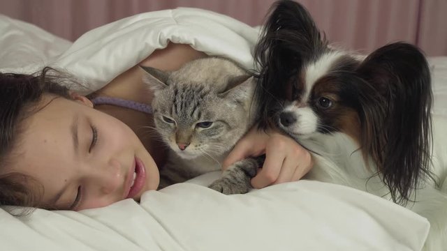 Happy teen girl communicates with dog Papillon and Thai cat in bed stock footage video