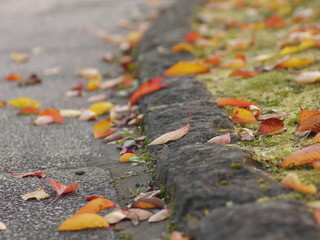 autumn leaves