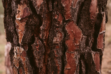 Naklejka premium Pine tree bark texture and background, close up view of natural and organic pine bark pattern.