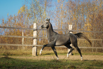 Obraz na płótnie Canvas Beautiful gray horse running on field on nature background