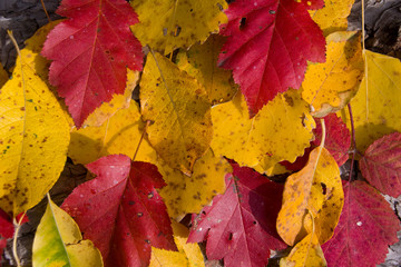 Naklejka na ściany i meble Colourful autumn fallen leaves of aspen, rowan and willows close up