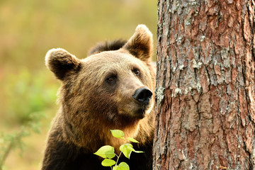 Obraz premium bear portrait with a tree trunk. save the forest.