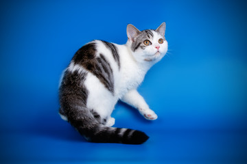 Scottish straight shorthair cat on colored backgrounds