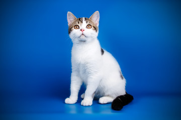 Scottish straight shorthair cat on colored backgrounds