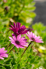 Obraz premium Purple Osteospermum ecklonis flowers macro in the park.