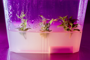 Sterilkultur in der Klimakammer, Geleeartiges Nährmedium mit Pflanzen
