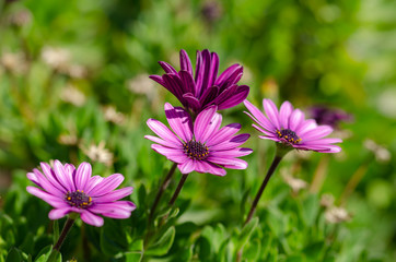 Obraz premium Purple Osteospermum ecklonis flowers macro in the park.