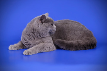 Scottish straight shorthair cat on colored backgrounds