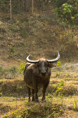 Bawół w drodze do wioski,okolice Chiang Mai