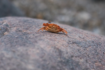 Abgestoßenes Exoskelett einer Gemeinen Strandkrabbe auf einem Stein - Makroaufnahme