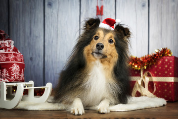Sheltie Xmas Weihnachten Hund