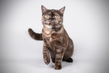 Scottish straight shorthair cat on colored backgrounds