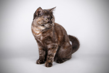 Scottish straight shorthair cat on colored backgrounds