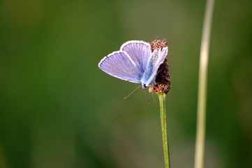 papillon Argus bleu nacr&eacute; dans une prairie
