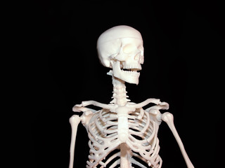 Some parts of human skeleton