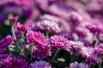 Elegant chrysanthemum flowers close up.