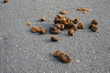 Horse excrement on an urban asphalt road.