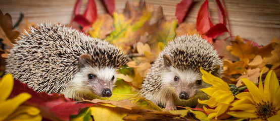 Four-toed Hedgehog (African pygmy hedgehog) - Atelerix albiventris © Vera Kuttelvaserova