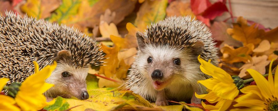 Four-toed Hedgehog (African pygmy hedgehog) - Atelerix albiventris funny autumnal picture