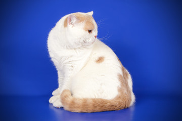 Scottish straight shorthair cat on colored backgrounds
