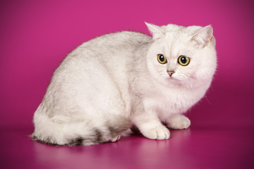 Obraz premium Scottish straight shorthair cat on colored backgrounds