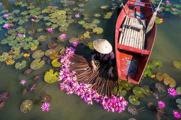 Yen river with rowing boat harvesting waterlily in Ninh Binh, Vietnam