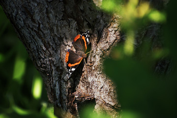 Admiral butterfly on a tree trunk, close-up
