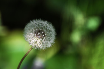 Dandelion seeds, flower, on a green background