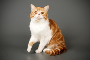 Obraz premium Scottish straight shorthair cat on colored backgrounds