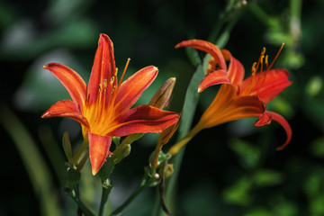 Obraz premium lily in green garden