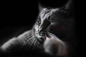 Portrait of a gray, blue cat on a black background