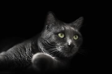 Portrait of a gray, blue cat on a black background