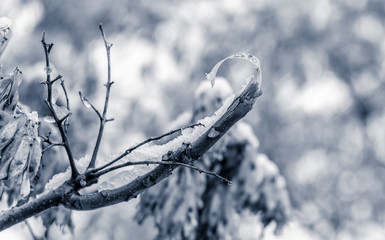 el deshioelo en las ramas y hojas