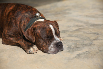 Pitbull Dog Sleeping.