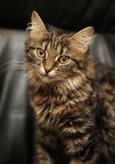 young Siberian kitten