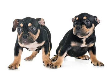 Obraz premium puppies american bully