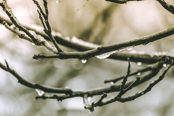 el deshioelo en las ramas y hojas
