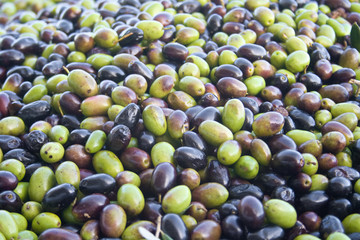 Green and black olives ready to be processed at the mill to get the olive oil, close up