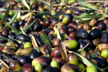 Green and black olives ready to be processed at the mill to get the olive oil, close up