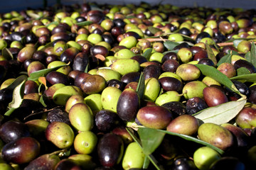 Green and black olives ready to be processed at the mill to get the olive oil, close up