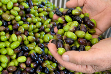 Green and black olives ready to be processed at the mill to get the olive oil in the hands of the farmer