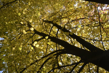 Fototapeta premium tree in autumn