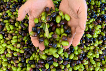 Green and black olives ready to be processed at the mill to get the olive oil in the hands of the...