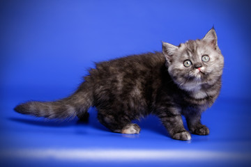 Obraz premium Scottish straight shorthair cat on colored backgrounds