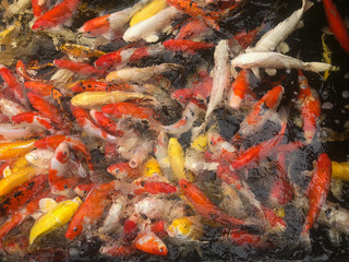 Obraz na płótnie Canvas Japanese Koi Carps Fish (cyprinus Carpio) swimming in a pond