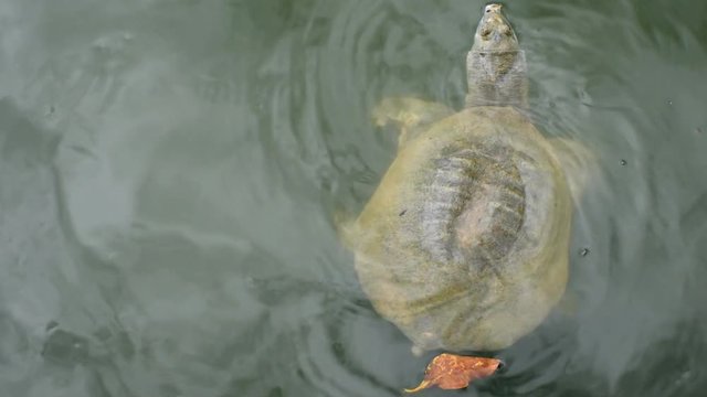 Softshell turtle swims. Most probably it is a chinese softshell turtle (Pelodiscus sinensis). Lives in a temple pond of Wat Phai Lom (Trat city, Thailand) along with other freshwater turtles species